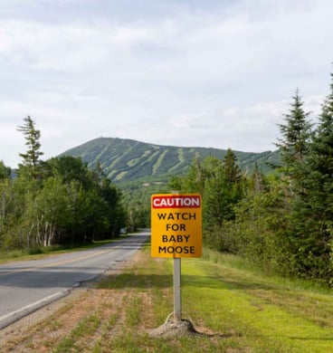 "Watch for Baby Moose" signage